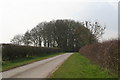 Unnamed clump of trees on the way to South Farm