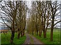 Tree-lined track to North Farm near Clare