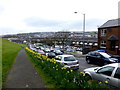 Daffodils along Fahan Street, Derry / Londonderry