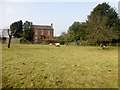 Sheep At Pasture