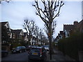 Pollarded trees on West Lodge Avenue