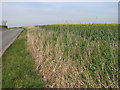 Oilseed rape crop beside Christmas Lane