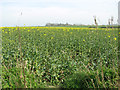 Oilseed rape crop by Red House Farm