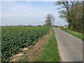 Oilseed rape crop beside Fressingfield Road