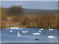 NY0565 : Whooper Swans at Caerlaverock by Oliver Dixon