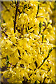 Forsythia Detail