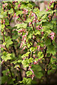 Budding Ribes sanguineum (Flowering Currant)