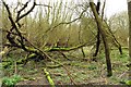 Moss covered trees at Linch Hill