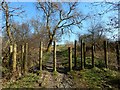 Woodland path