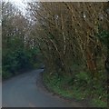 Road through plantations at Marley Head