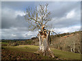 An old tree near Earlsheugh