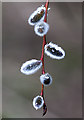 Willow catkins