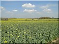 Acres and acres of oilseed rape