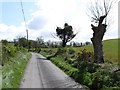 Polled trees on Eshwary Road