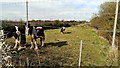 Horses in a narrow field, Whelford