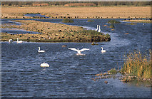 TL5494 : Welney Wetland Centre by Martin Addison