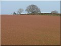 Red field, West Clyst