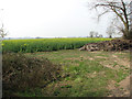 Oilseed rape crop by Bustard