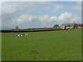 Sheep, lambs and Lower Height Barn