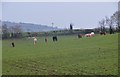 Mid Devon : Horses Grazing