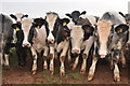 Mid Devon : Cattle Grazing