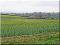 Arable land, north of Halse