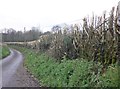 Flailed hedge, Coxland