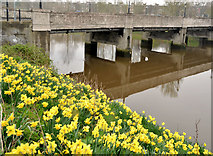 J3371 : Daffodils, Stranmillis, Belfast (April 2014) by Albert Bridge