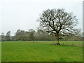 Fields west of Church Lane