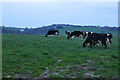 Bradninch : Cattle Grazing