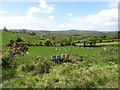 Grazing sheep south of Drumharriff Road