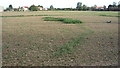 Field near track at Stows Farm, Tillingham