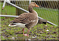 J3675 : Greylag goose, Victoria Park, Belfast (3) by Albert Bridge