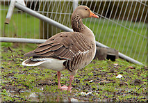 J3675 : Greylag goose, Victoria Park, Belfast (3) by Albert Bridge