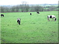 Horses grazing - off Bradley Lane