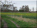 Oilseed rape crop, Pilham Lane Farm