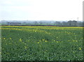 SK8893 : Oilseed rape crop, Bonsdale Farm by JThomas