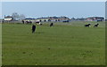 Horses near the Melton Mowbray Army Remount Depot