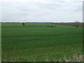 Crop field north of the B1205