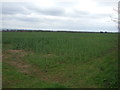 SE9502 : Oilseed rape crop south of Staniwells by JThomas