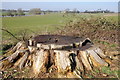 SO8843 : Tree stump, Croome Park by Philip Halling