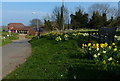 Bench and daffodils along Nursery Lane