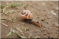 Banded Snail (Cepaea nemoralis), Rattray