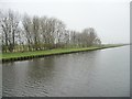 Trees, south bank, Aire & Calder Navigation