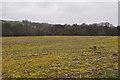 Taunton Deane District : Grassy Field