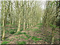 Rows Of Trees