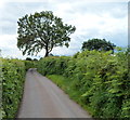 Tree at a bend in Croes y Pant Lane, Mamhilad