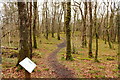 NX3871 : Woodland Trail with Information Panel by Billy McCrorie