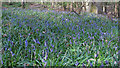 Bluebells in Little Baddow Heath