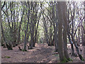 Spring sunlight in Woodham Walter Common